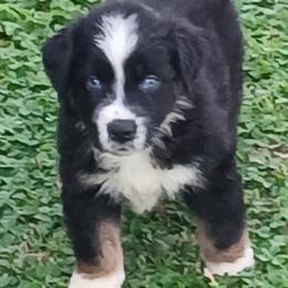 Kiara - Pink - Girl - Black tri-color female Australian Shepherd puppy in Charlotte, North Carolina from Tranquility Trail Aussies