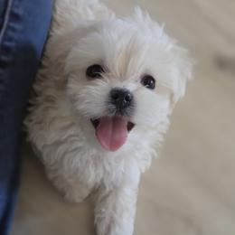 Female 1 - White and tan female Maltese puppy in Fresno, California from Soua's Pups