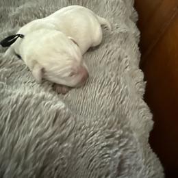 Boy 3 - Yellow male Labrador Retriever puppy in Isanti, Minnesota from Four Corners Family Labs