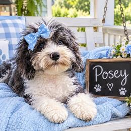 Posey - Cockapoo