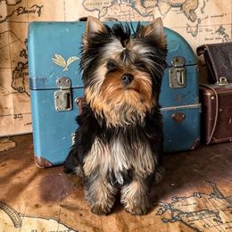 Dale - Black and gold male Yorkshire Terrier puppy in Kendallville, Indiana from Yorkies Kisses