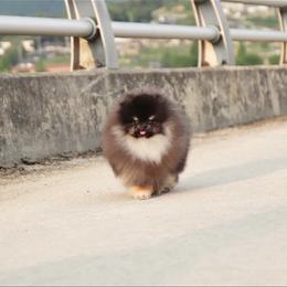 SHORDIE - Pomeranian