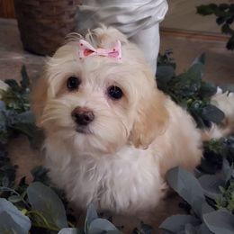 Avery - White and tan female Maltese puppy in Ludington, Michigan from OT Maltese & Co