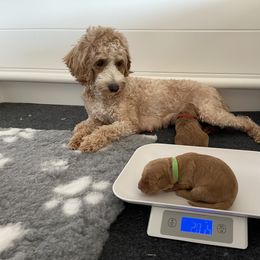 Goldendoodle Puppies from Loving Hearts Goldendoodles