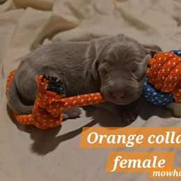 Orange collar - Silver gray female Weimaraner puppy in Frostproof, Florida from Waggin' Weims