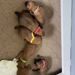 Soft Coated Wheaten Terrier Puppies from Stratford Wheatens