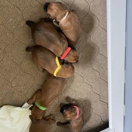 Soft Coated Wheaten Terrier Puppies from Stratford Wheatens