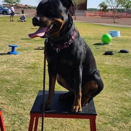 Rottweilers from Casa de Elias Rottweilers