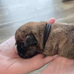Boxer Puppies from Karen Marr