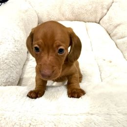 Benny - Wheaten male Dachshund puppy in Santee, California from Miniweeniedoxies