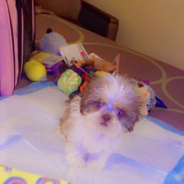 Shih Tzu Puppies from Casa de Santiago