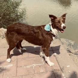 Olivia  - Border Collie
