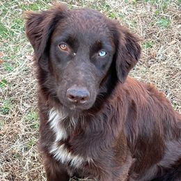 Hazel - Australian Shepherd