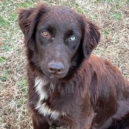 Hazel - Australian Shepherd