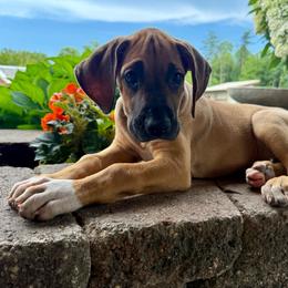Belle - Fawn female Great Dane puppy in Corsica, Pennsylvania from Ferguson Family Danes LLC