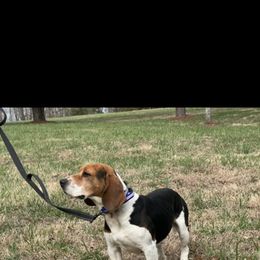 Al - Black white and tan male Beagle puppy in Conway, Missouri from Ozark Mountain Kennel