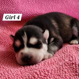 Girl 4 - Black and white female Siberian Husky puppy in Grayson, Kentucky from Kentucky Huskies