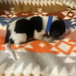 River - Blue ticked and tan male Bluetick Coonhound puppy in Mount Pleasant, Texas from Harmons Hounds