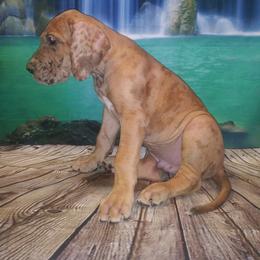 Great Dane Puppies from Monarch Danes