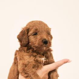 Ruby - Red  female Goldendoodle puppy in Clarksville, Tennessee from Tennessee Goldendoodles, since 2014