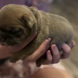 Madonna - Blue fawn female French Bulldog puppy in Spring, Texas from Amanda's French Bulldogs