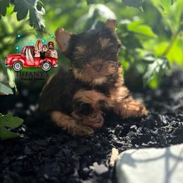 Girl 1 - Chocolate and tan female Yorkshire Terrier puppy in Old Fort, North Carolina from Tiffany’s Colorful Yorkies