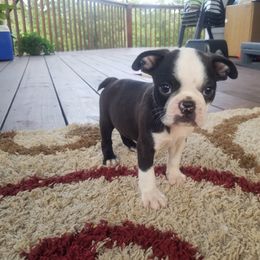 Boston Terrier and French Bulldog Puppies from Willis Family Bostons