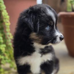 MISS PIGGY - Black tri female Miniature Australian Shepherd puppy in Bethel Springs, Tennessee from Debbie Young