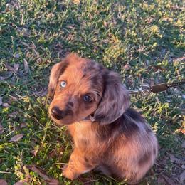 Butter - Dachshund