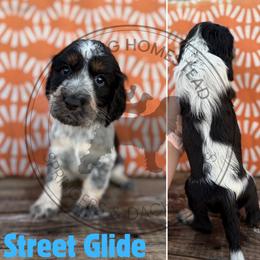 Street Glide - Black white and tan male English Springer Spaniel puppy in Fond Du Lac, Wisconsin from Clucking Homestead Springers & Dachshunds