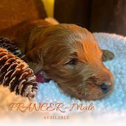 Prancer - Red  male Goldendoodle puppy in Augusta, Maine from Bridgewood Doodle Farm LLC.