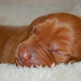 Vizsla Puppies from Summit Vizsla (we can deliver to you)