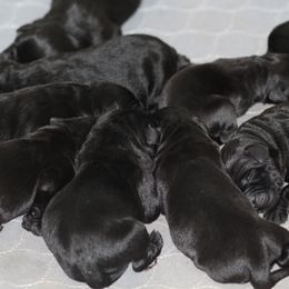 Yellow Collar Female - Black female Labrador Retriever puppy in Williamston, Sc, South Carolina from Dutton Dog Co & Dalla Grazia Doberman