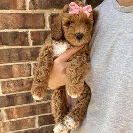 Latte - Apricot female Goldendoodle puppy in Fulshear, Texas from Little Potatoes