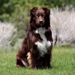 Mojo - Australian Shepherd