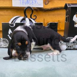 Thunder (red collar) - Black brown and white male Basset Hound puppy in Big Rapids, Michigan from Basket Hound Bassets
