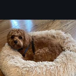 Cavapoo, Maltese, and Maltipoo All Grown Up from Carolina Canines