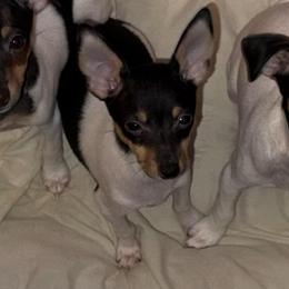 Pup L2 - White black and tan male Toy Fox Terrier puppy in Clermont, Florida from Debbie Hiles's Toy Fox Terriers
