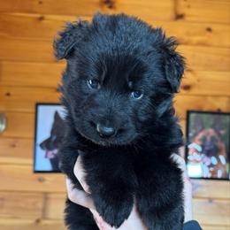 Haze - Black female German Shepherd puppy in Garland, Maine from Vom Schön Traumhund