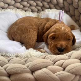 Tigress - Red  female Goldendoodle puppy in Rose Hill, North Carolina from Red Door Canines