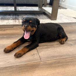 Rose - Black and mahogany female Rottweiler puppy in Parker, Colorado from Denver Rotties