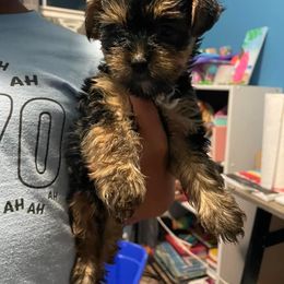 Rottweiler and Yorkshire Terrier Puppies from Superior Family Kennels