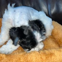 Pepper - Parti female Miniature Schnauzer puppy in Port Orchard, Washington from Silver Bells Miniature Schnauzers