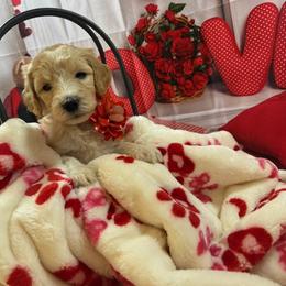 Goldendoodle Puppies from All Tails Entertainment