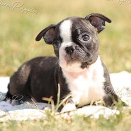 AKC 'Kiki' - Black brindle and white female Boston Terrier puppy in Lamar, Missouri from Marti Acres ~ Boston Terrier & Beagles