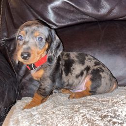 Boy 4 - Blue and tan Dachshund puppy in Buckeye, Arizona from AZ Dachshund Proud