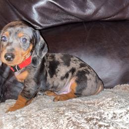 Boy 4 - Blue and tan Dachshund puppy in Buckeye, Arizona from AZ Dachshund Proud
