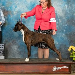 Meisha - Boxer