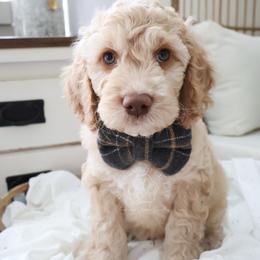 Puppy 5 - Cream male Cockapoo puppy in Savannah, Georgia from Vino and Vespa Doodles