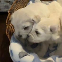 Miniature Schnauzer Puppies from Smilee Schnauzers